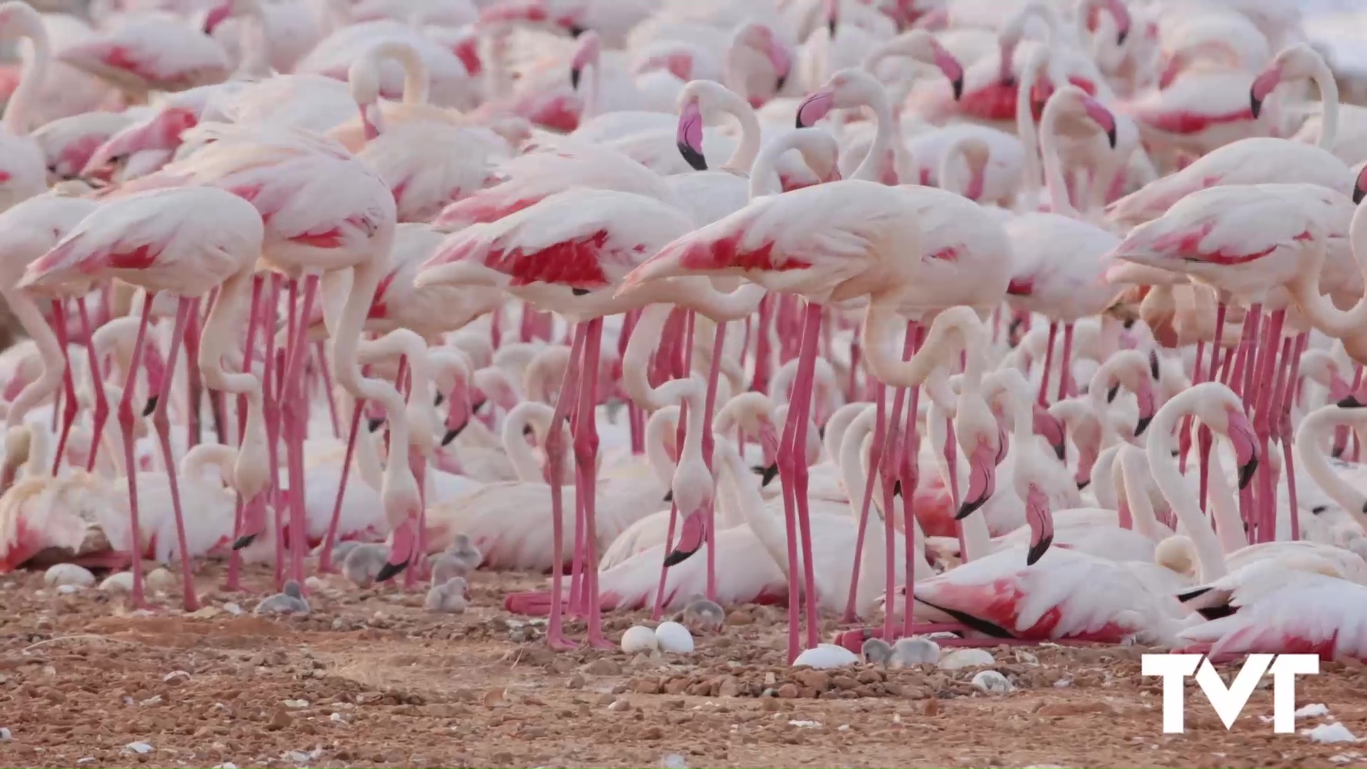Programa 30 - Nuevos pollos de flamencos